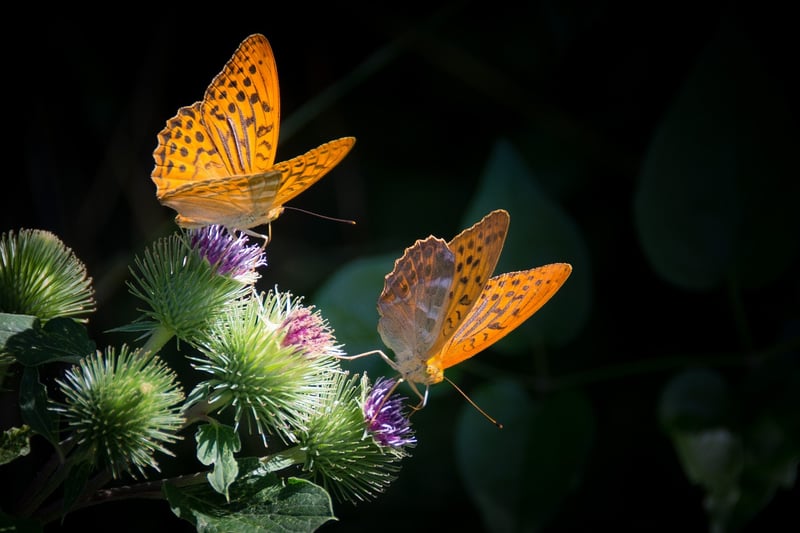Butterfly in a blooming garden